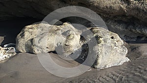 A white frog relax on beach sand below a rock, Parangtritis beach rock formation by erosion