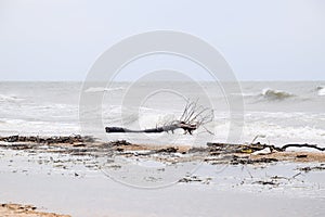 Coast of the sea after a storm. Thrown the trees ashore