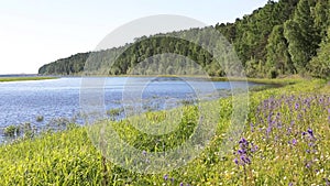 The coast of the Siberian river Ob. Taiga, wildflowers and plants