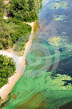 The coast on the surface of the river is covered with a pellicle of blue-green algae photo