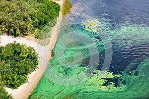 The coast on the surface of the river is covered with a pellicle of blue-green algae, copy space photo