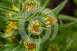 Coast tarweed, Madia sativa