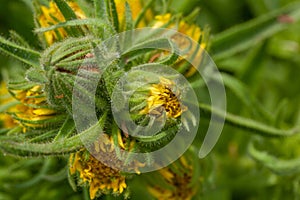 Coast tarweed, Madia sativa