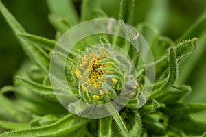 Coast tarweed, Madia sativa