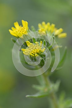 Coast tarweed Madia sativa with budding yellow flowers