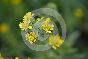 Coast tarweed Madia sativa budding yellow flowers