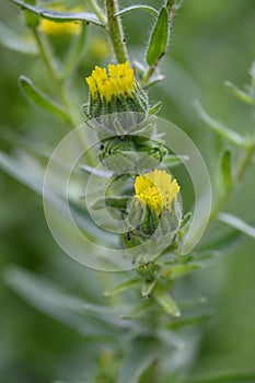 Coast tarweed Madia sativa budding yellow flowers in close-up