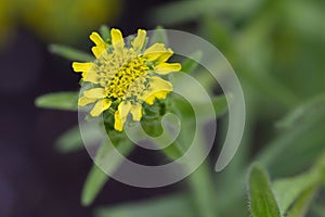 Coast tarweed Madia sativa yellow flower