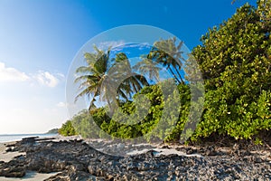 Coast of tropical island