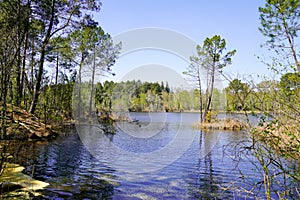 Coast view shore and water trees reflexion of Hostens lake in gironde