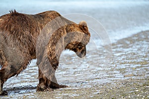 Coastal Alaska grizzly brown bear wanders along the river, looking and fishing for salmon in Katmai National Park. Close up view