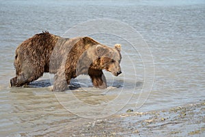 Coastal Alaska grizzly brown bear wanders along the river, looking and fishing for salmon in Katmai National Park. Close up view