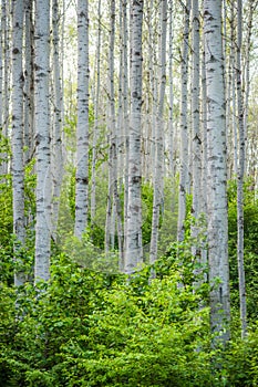 Coastal Aspen Forest Beauty