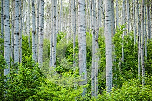 Coastal Aspen Forest in Summer