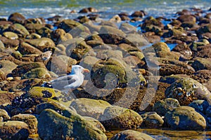 Coastal Aviators: Seagull and Other Birds amidst Beach Pebbles