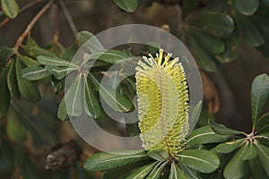 Coastal Banksia