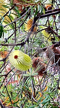 Coastal Banksia Banksia integrifolia in Bloom on Bruny Island Tasmania