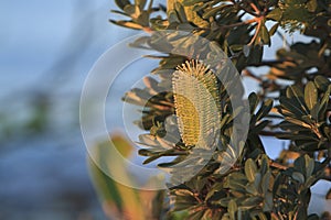 Coastal Banksia tree