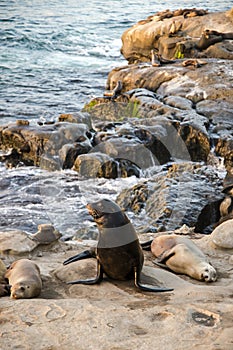 Coastal beach wildlife landscape of southern California. Sea lions lying on cliffs and looking out at the Pacific Ocean in La