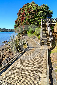 Coastal boardwalk and pohutukawa tree, New Zealand