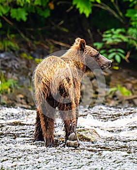 Coastal brown bear