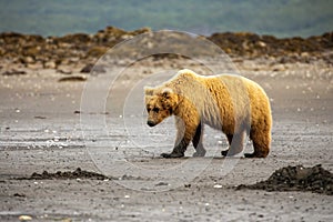 Pobřežní hnědý medvěd na pláž 
