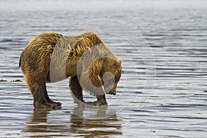 Coastal Brown Bear Clamming photo