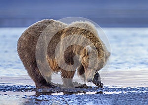 Coastal Brown Bear clamming on the mudflats, Alaska