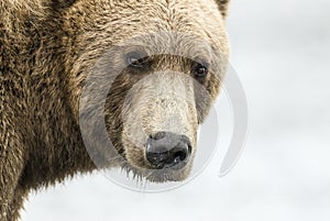 Coastal Brown Bear Closeup