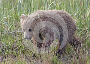 Coastal Brown Bear cub Alaska