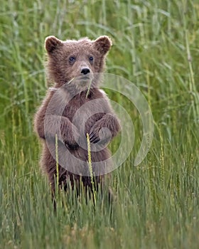Coastal Brown Bear cub Alaska
