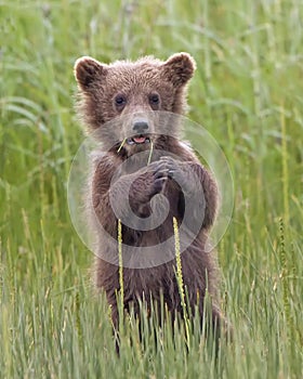 Coastal Brown Bear cub Alaska