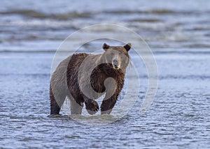 Coastal Brown Bear in the Cook Inlet Surf
