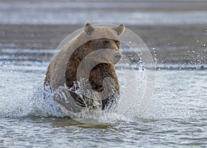 Coastal Brown Bear Running in the Cook Inlet Surf