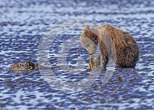 Coastal Brown Bear cub eating a clam, Alaska