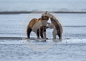 Coastal Brown Bear Cub and Sow Playing