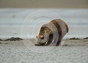 Coastal Brown Bear Cub Clamming