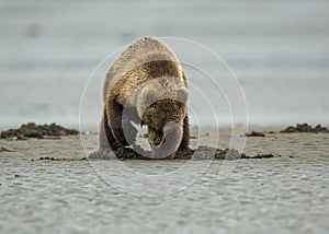 Coastal Brown Bear Cub Clamming photo