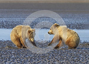 Coastal Brown Bear cubs playing, Alaska