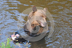 A coastal brown bear eats salmon from the river in a remote part of the Great Bear Rainforest