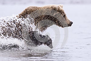 Coastal Brown Bear Running