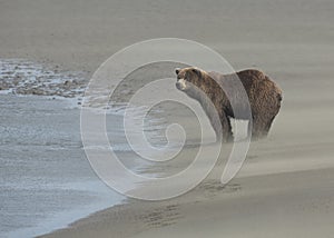 Coastal Brown Bear standing  on the Cook Inlet beach, Alaska