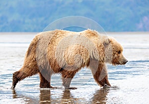 Coastal Brown Bear Walking through the Mud Flats