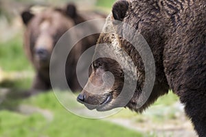 Coastal Brown Bears