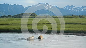 Coastal brown bears forging small river