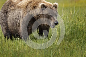 Coastal Brown Bears Lake Clark Alaska  July 2021