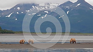 Coastal brown bears on tidal flats