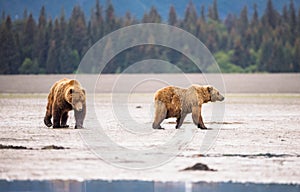Coastal Brown Bears Walking through the Mud Flats