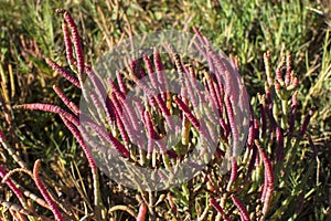 Coastal California glasswort growing in natural environment