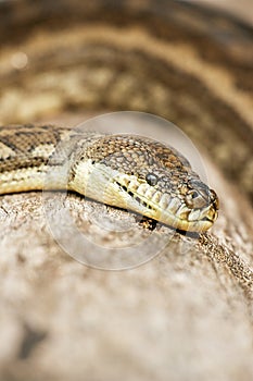 Coastal Carpet Python